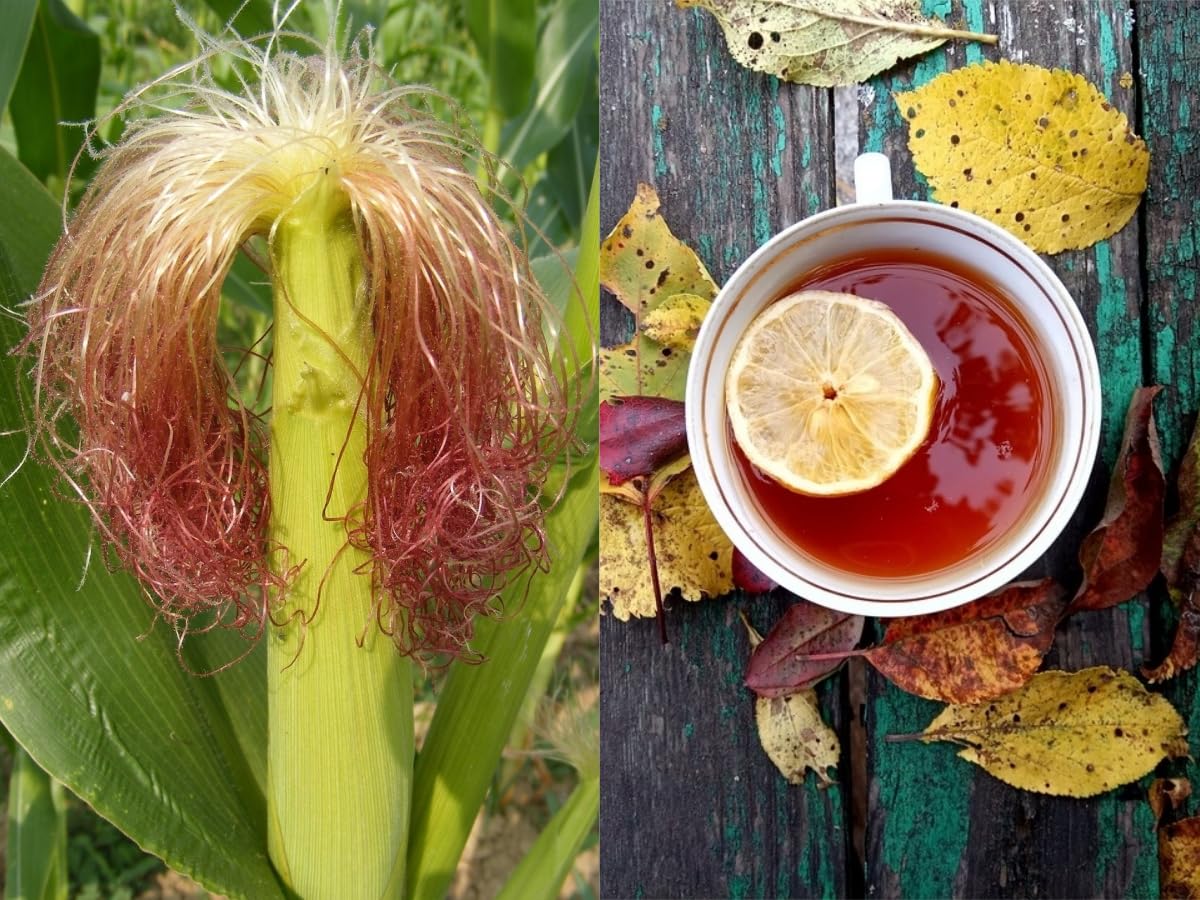 TRIDEV AYURVEDA || Corn silk || Corn silk Hair | Maize Hair | Makai Hair For Natural Health Care